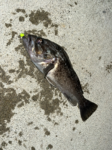 クロソイの釣果