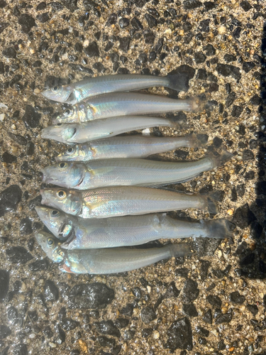 キスの釣果