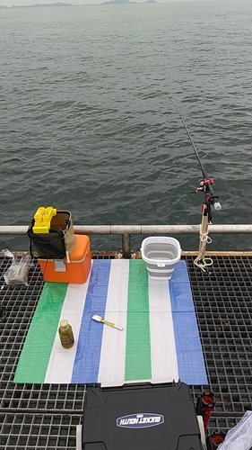 アイゴの釣果