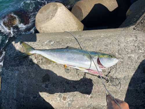 イナダの釣果