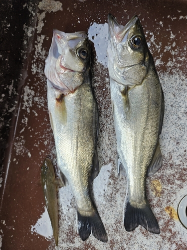 セイゴ（マルスズキ）の釣果