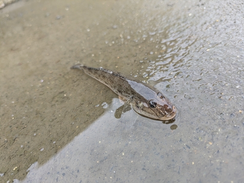 ハゼの釣果