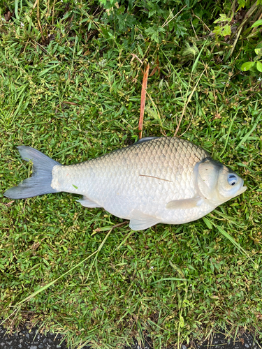 ヘラブナの釣果