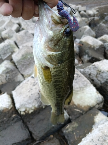 ラージマウスバスの釣果