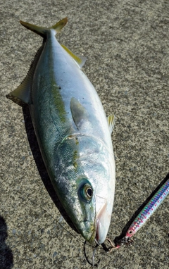 イナダの釣果