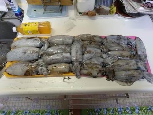 アオリイカの釣果