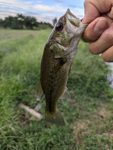 ラージマウスバスの釣果