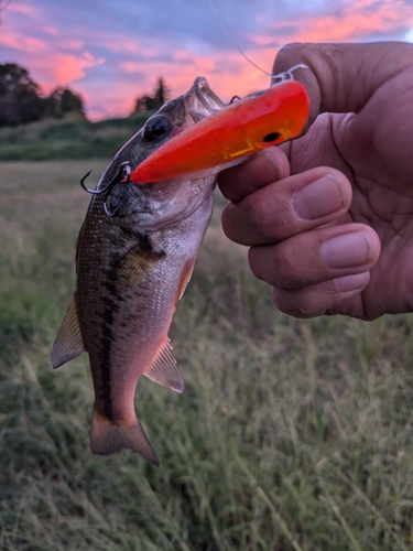 ラージマウスバスの釣果