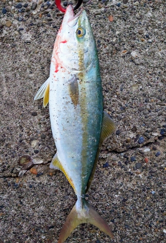 イナダの釣果