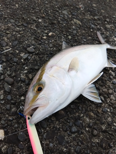 ショゴの釣果