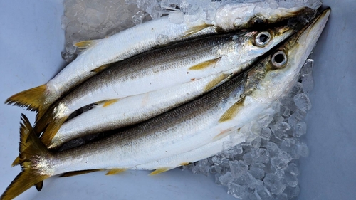 カマスの釣果