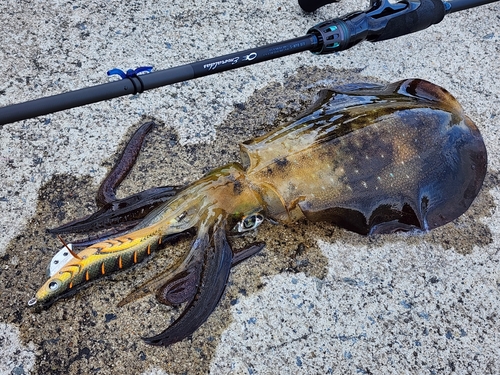 アオリイカの釣果