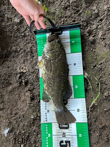 ブラックバスの釣果