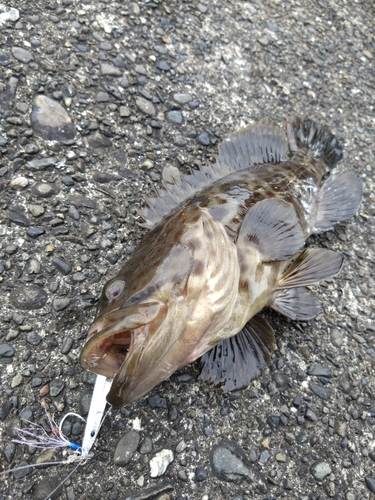 チャイロマルハタの釣果