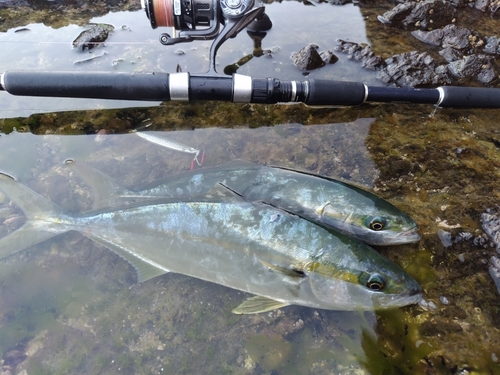 ヒラマサの釣果