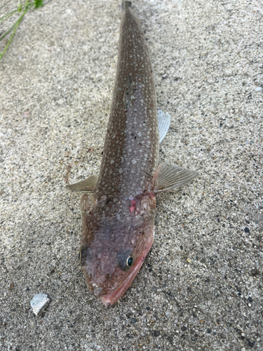 エソの釣果