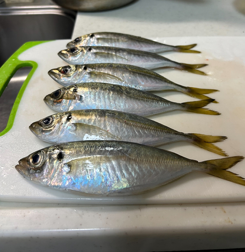 アジの釣果