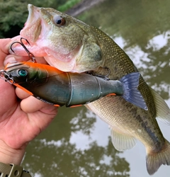 ラージマウスバスの釣果