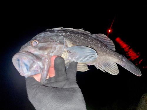 クロソイの釣果