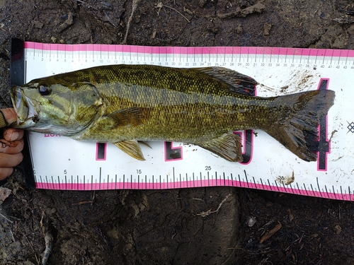 スモールマウスバスの釣果