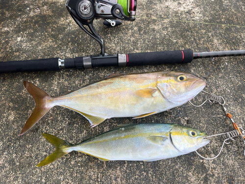 ショゴの釣果