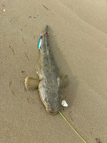 マゴチの釣果