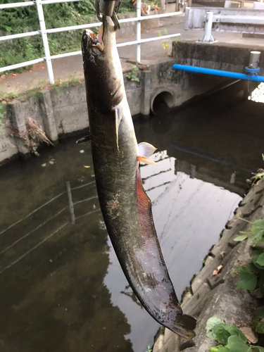 ニホンナマズの釣果