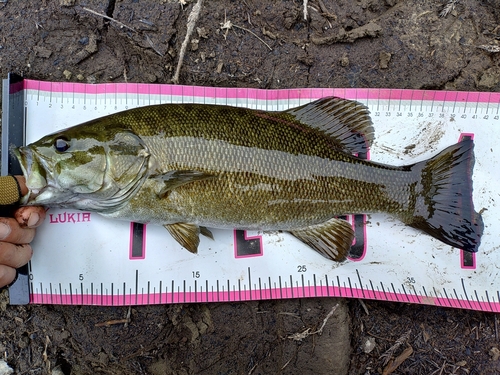 スモールマウスバスの釣果