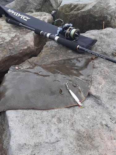 ツバクロエイの釣果