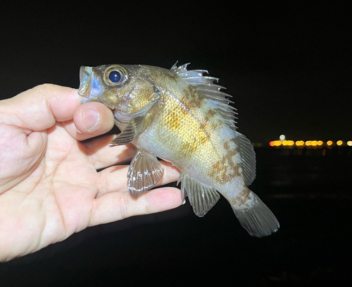 メバルの釣果