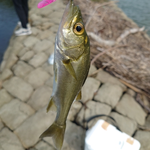 セイゴ（マルスズキ）の釣果