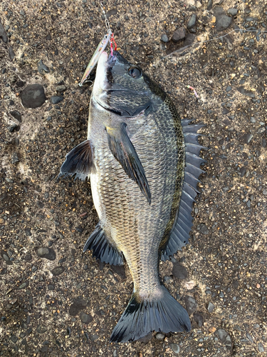 クロダイの釣果