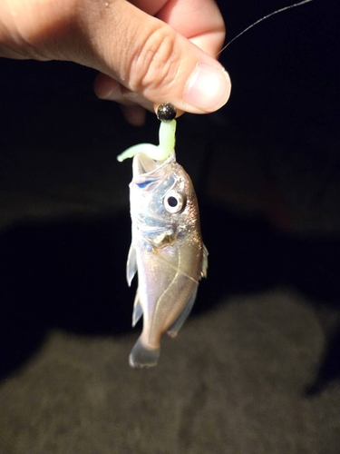 イシモチの釣果