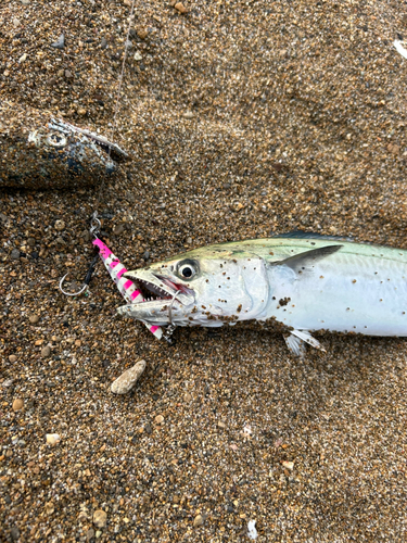 サゴシの釣果