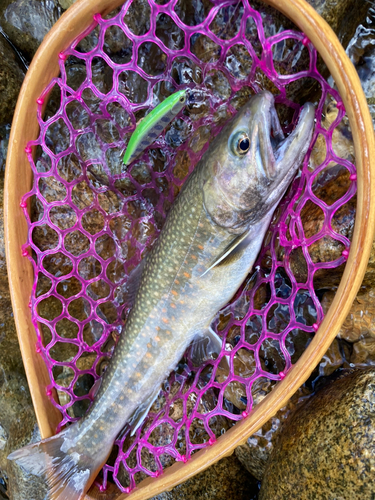 イワナの釣果