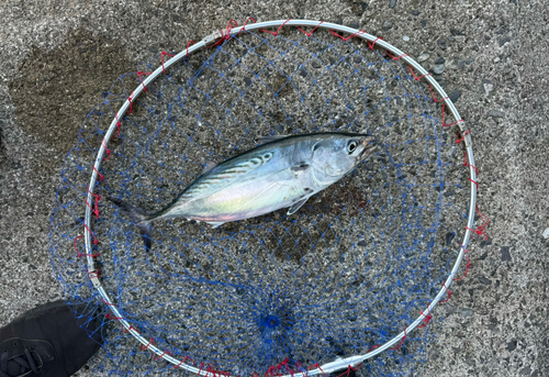 カツオの釣果