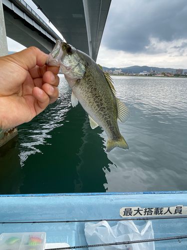 ブラックバスの釣果