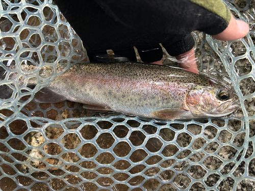 ニジマスの釣果