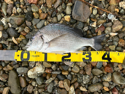 キビレの釣果