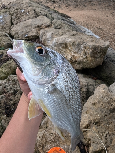 ホシミゾイサキの釣果