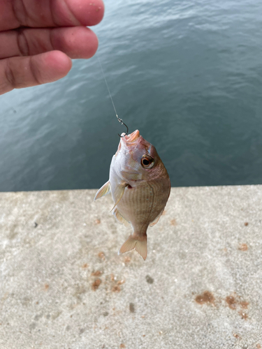 チャリコの釣果