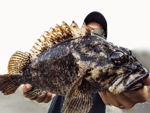 クロソイの釣果