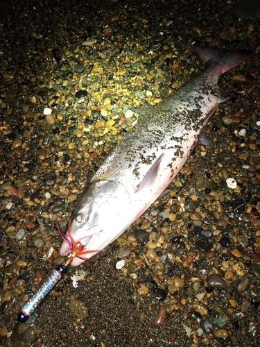 シロザケの釣果