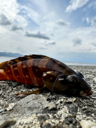 アカハタの釣果