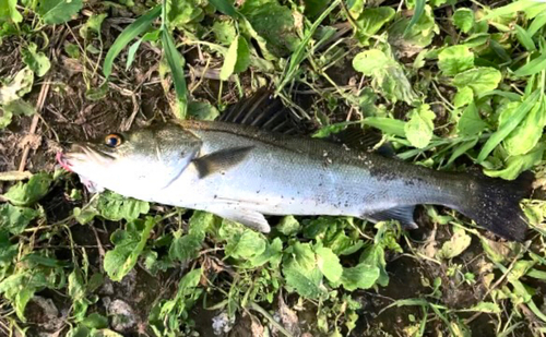 セイゴ（マルスズキ）の釣果