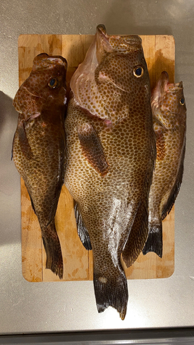 オオモンハタの釣果