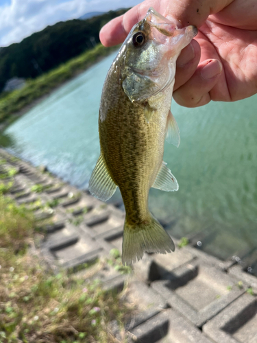 ラージマウスバスの釣果