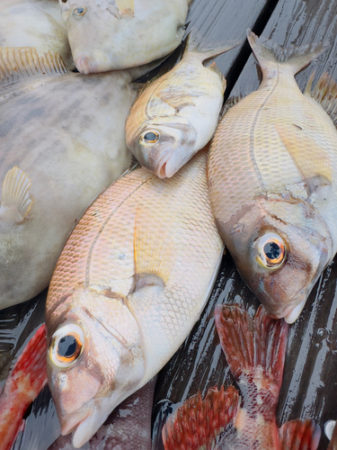 メイチダイの釣果