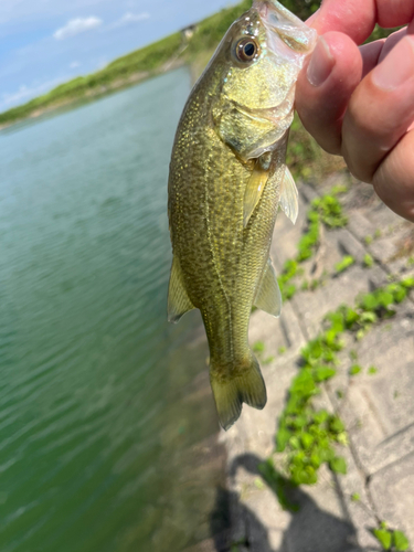 ラージマウスバスの釣果