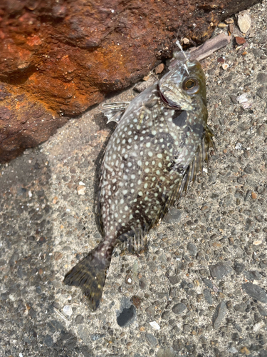 アイゴの釣果